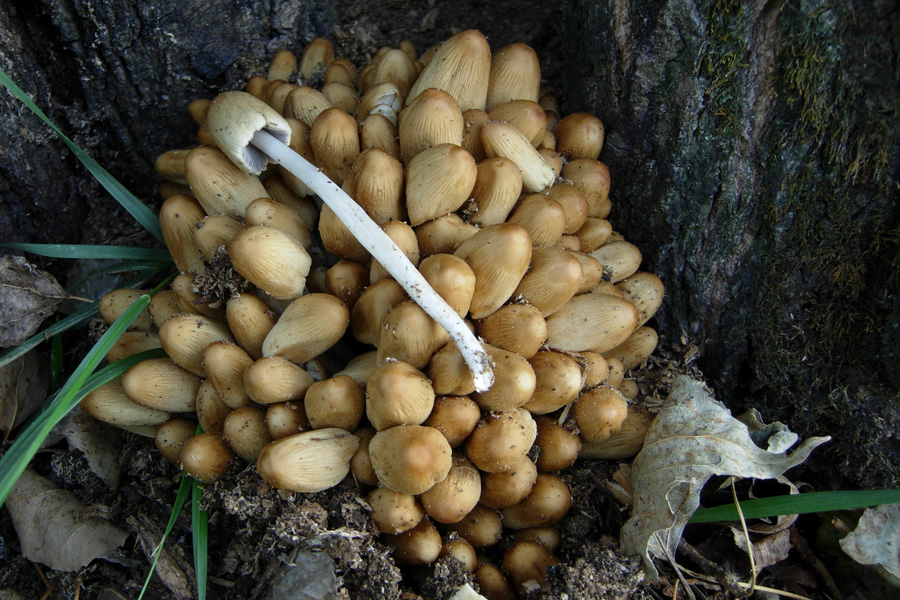 Psathyrella multipedata ?